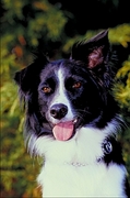 Border collie Magnet