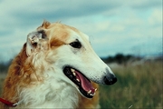 Borzoi Poster