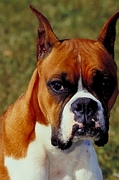 Boxer Magnet
