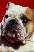 Bulldog Poster