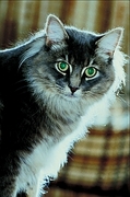 Cat T-Shirt