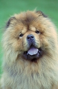 Chow dog Poster