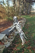 Dalmatian Poster