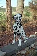 Dalmation Magnet
