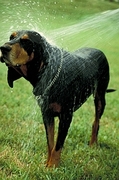 Dog Poster