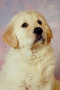 Dog Poster