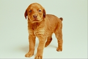Dog Poster