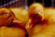 Duck Magnet