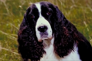 English springer spaniel Magnet