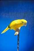 Golden conure Magnet