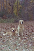 Golden retriever Poster