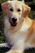 Golden retriever Magnet