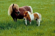 Horse Mousepad
