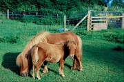 Horse Mousepad