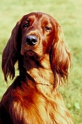 Irish setter Poster