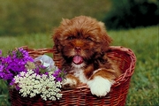 Lhasa apso Poster