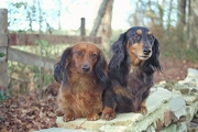 Longhair Doxie Poster