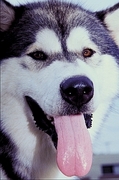 Malamute Poster