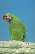 Military macaw Magnet