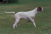 Pointer Magnet