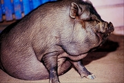 Pot-bellied pig Magnet