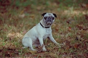 Pug Poster
