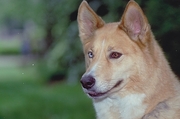 Red husky Poster