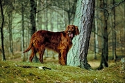 Red setter Poster