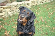 Rottweiler Magnet