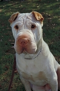 Sharpei Poster