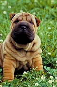 Sharpei Poster
