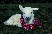 Sheep Magnet