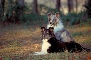 Sheltie Poster