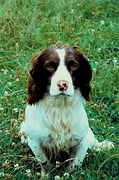 Springer spaniel Poster