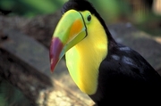 Toucan Magnet