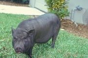 Vietnamese pot-bellied pig Magnet