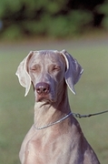 Weimaraner Poster