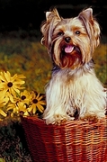 Yorkshire terrier Poster