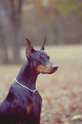 Doberman pinscher