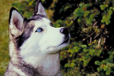 Siberian-husky-14077.jpg