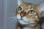 Bengal cat picture