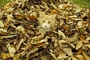 Cat picture