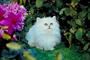 Cat picture