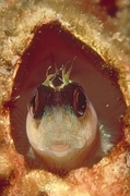 Blenny Poster