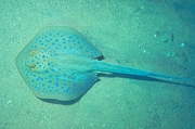 Blue-spotted Ray Magnet