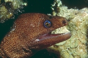 Goldentail Moray Eel Magnet