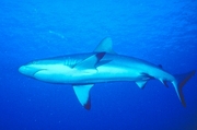 Gray Reef Shark Magnet