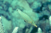 Harlequin Filefish Magnet