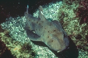 Horn Shark Magnet