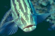 Nassau Grouper Mousepad
